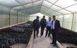 تأکید مدیرعامل شرکت ملی مناطق نفتخیز جنوب بر توسعه و گسترش فضای سبز
